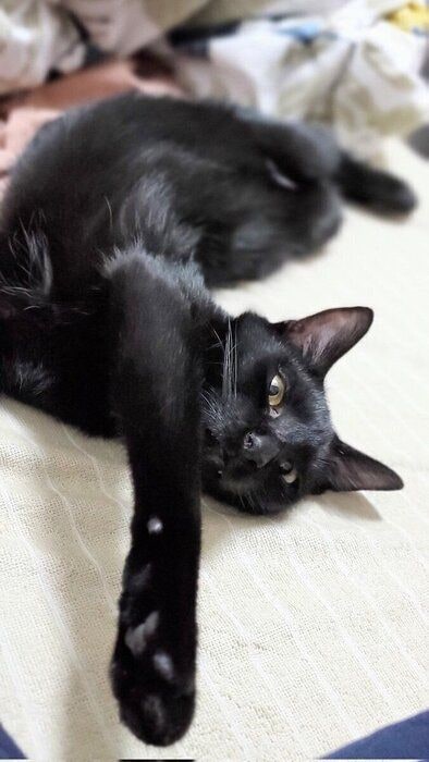 すっかり慣れてきた? お迎えしてから20日くらい経ったときの様子