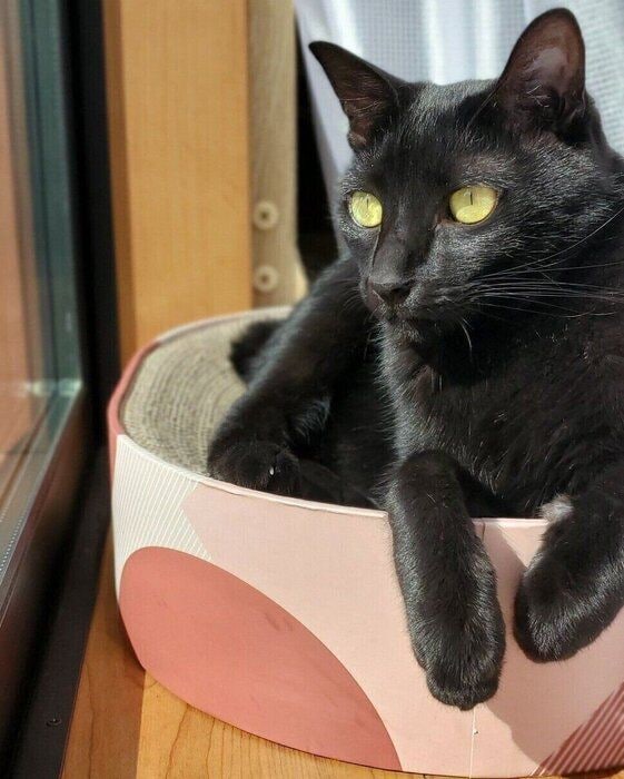 ニャルソック中のまめ蔵くん