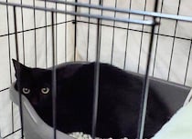 警戒心全開の元保護子猫を迎えて始まった「初めての猫との暮らし」　ともに過ごすなかで深まった絆に心温まる