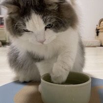 動かない・飲まない・オシッコしない　冬にありがちな猫の3大「しない」対策