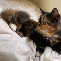 人も猫も一緒にぬくぬく♡猫が飼い主さんの布団で寝たがる理由
