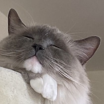 猫があごを乗せてくるのはなぜ？　そのしぐさに隠された愛情と安心のサインとは