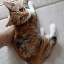 あの手この手で甘えてくる！猫が甘えたいときに見せるサイン5つ