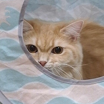 気付いたら愛猫がいない！？「かくれんぼの達人」猫が隠れる理由と3つのシーン