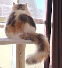 朝、ふと気づくと「たまご...ねこ...？」　“卵形”の後ろ姿が可愛い猫の写真に約1.2万件の「いいね」が寄せられ話題に