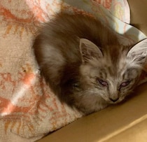 先住猫を保護した場所で、再び子猫と出会う——猫風邪で目に不調のあったコが、3年後にはすっかり“美猫”に成長！