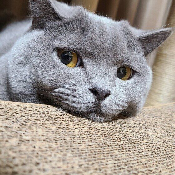 ブリティッシュショートヘアのタピちゃん