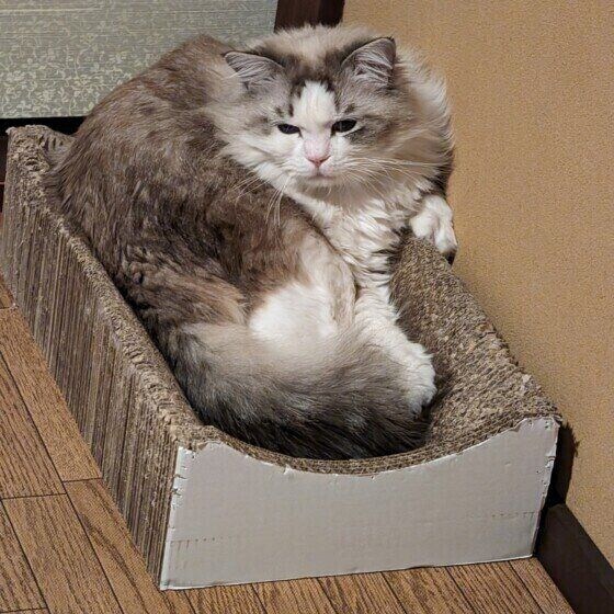 ラグドールのミー くん