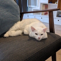 愛猫がふてくされて見えるけど、実際どうなの？ 専門家に聞いた！