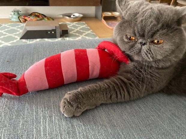 成長後の様子 すっかり大きくなったもずくくん