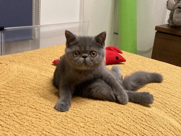 子猫時代の様子 きょとんとした表情がかわいすぎる