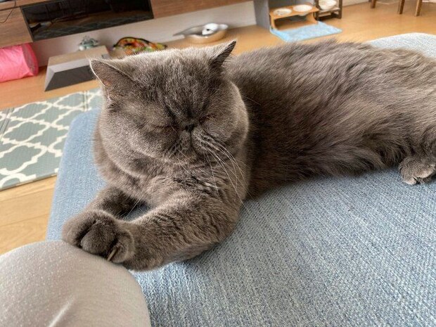 飼い主さんの足に触れるもずくくん 表情もたまらない