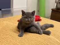 「ずっとバブちゃん」のエキゾ子猫が“渋いおじさん”に成長！？　飼い主さんとの穏やかな日常にもほっこり