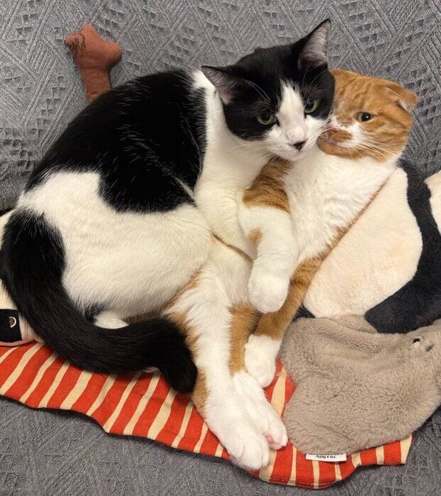 くっつくポポちゃん、ぺぺくん