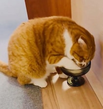 濡れるのは嫌いなのに、水入れに前足を入れる元保護猫　クセ強めな水の飲み方に「なぜ!?」とツッコミ