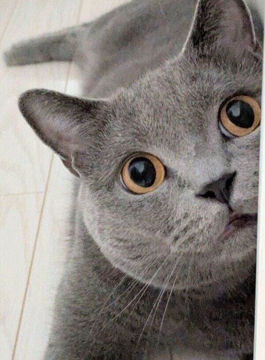 達磨さんが転んだをするたぬきくん