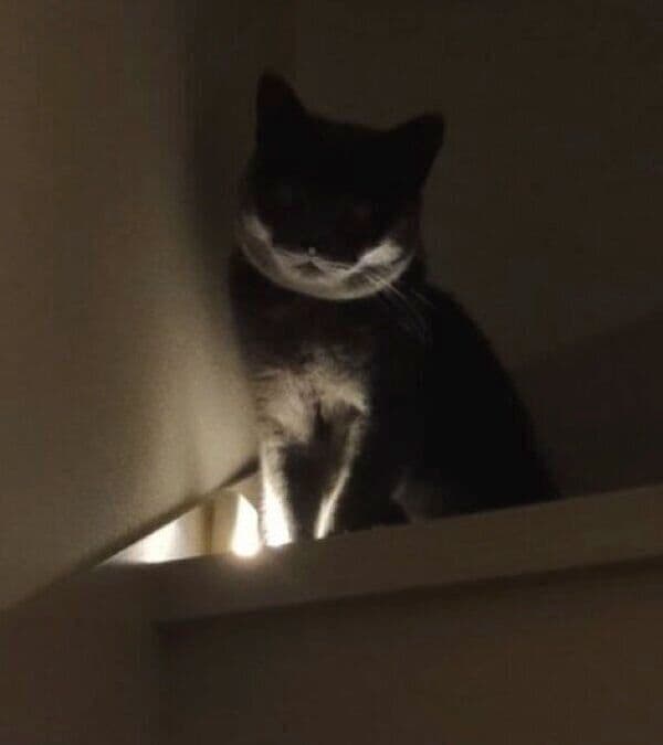 階段から見下ろすたぬきくん