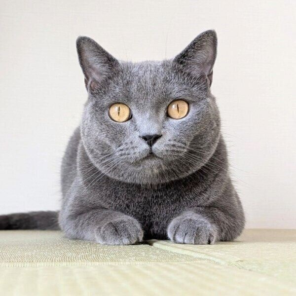 まんまる、ふくふくのたぬきくん