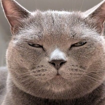 「あなたはだんだん眠くなります」　寝落ち寸前の“ギリギリ顔”で飼い主の前に座り込む猫にクスッ