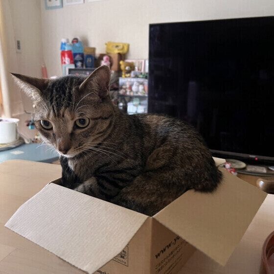 小さい箱に入るキジトラ猫