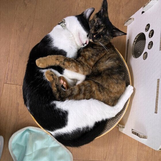 狭い場所で寝る2匹の猫