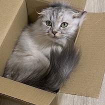 猫が狭い場所に無理やり入ろうとするのはなぜ？　獣医師に聞いた