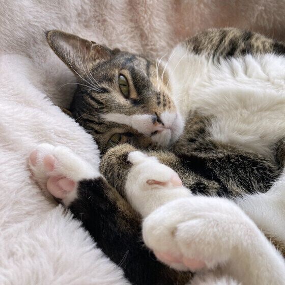 MIX サバトラ ラー