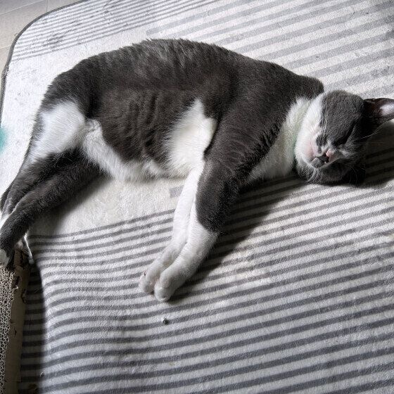 MIX 黒 ケビン・スチュワート・ボブ M