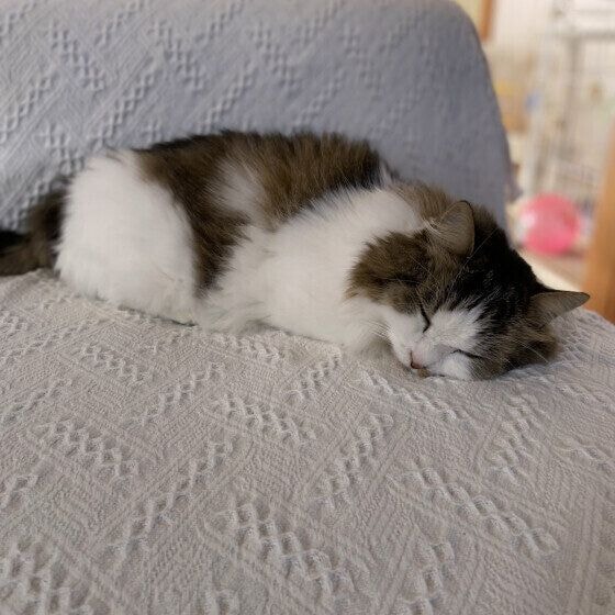 マンチカン・ロングヘア 福太郎