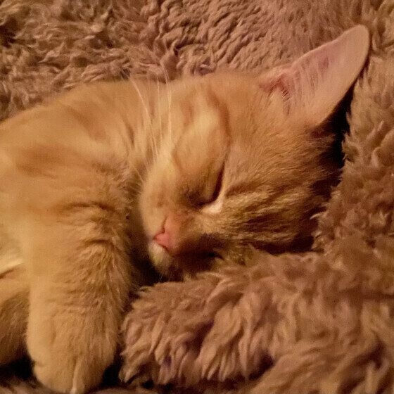 マンチカン チャオ