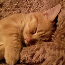 猫が飼い主と一緒に寝るのには理由があった！　その行動に隠された愛情サインとは？