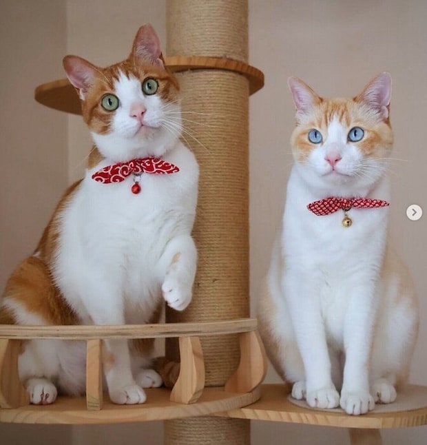 おめかしした雅くん、樂くん