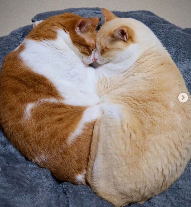 仲良く眠る樂くん、雅くん