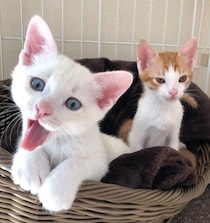 保護猫カフェから迎えた白っぽい子猫が2年後には“こんがりカラー”に！　成長で変わった毛色にほっこり