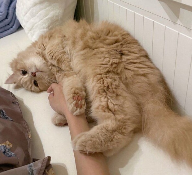 飼い主さんの腕をギュッとするつきみくん