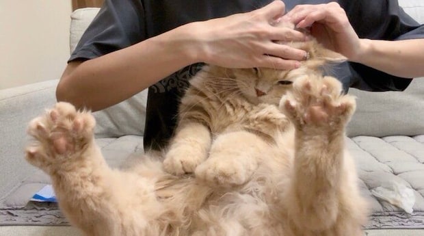 耳掃除中のつきみくん