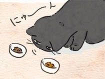 今日はどっち？真顔で吟味する“食通猫”の判定【連載】ねこ連れ草 347話め