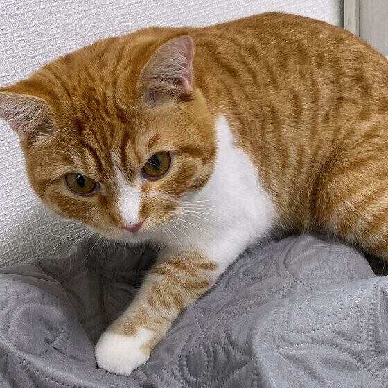 マンチカン こたま