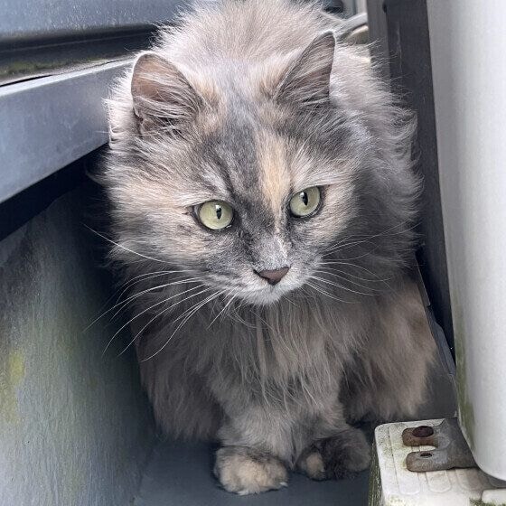 MIX ミケ もこた