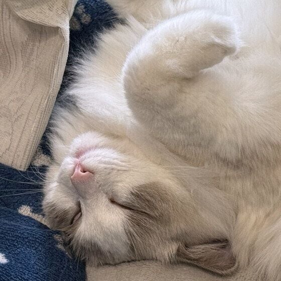 ラグドール 鈴(リン)