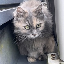 なぜか猫に好かれる人の共通点とは？