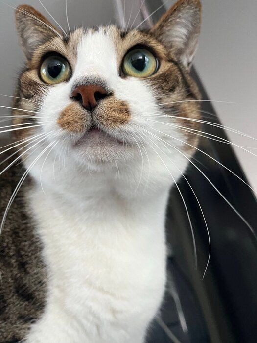 上の方を見る猫