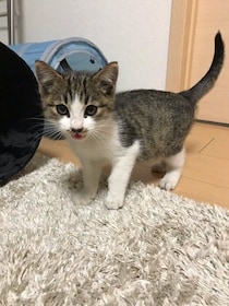 駐車場でひとりぼっちで鳴いていた子猫を保護→5年後、体が大きくなり人懐っこい「みんなのアイドル」へと成長！