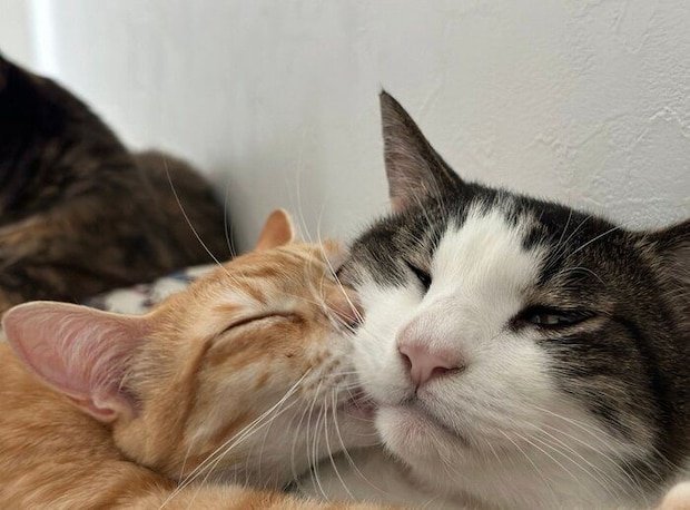 むぎちゃんに抱きつかれるれおくん