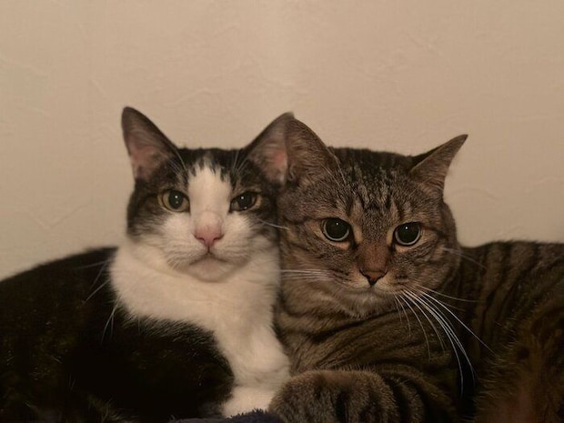 くっつくれおくん、もかちゃん