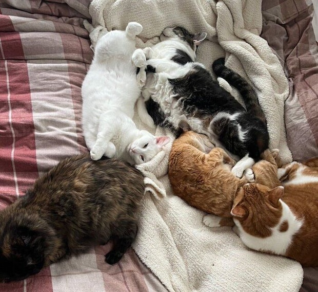 まったりする猫たち