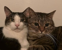 顔が大きいのか、小さいのか、遠近法なのか——ギュッと密着する元保護猫たちの“顔の大きさの違い”にクスッ