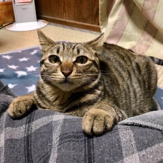 前足をのせてくるキジトラ猫