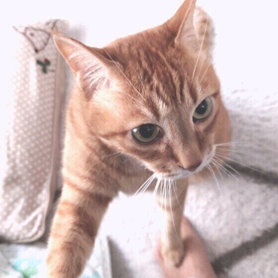 足を踏みつける茶トラ猫