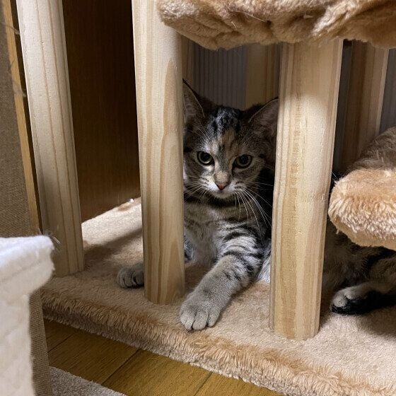 アメリカンショートヘア ここ